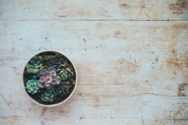 A single potted plant